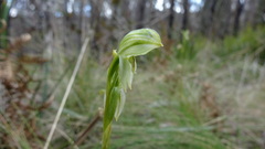 Pterostylis longifolia