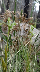 Pterostylis longifolia