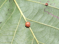 Andricus nigricens