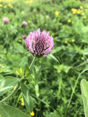 Trifolium pratense