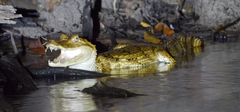Caiman crocodilus
