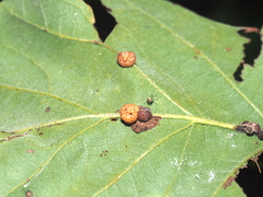 Andricus nigricens