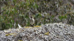 Microeca fascinans