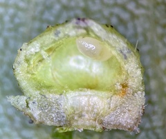 Caryomyia tuberculata