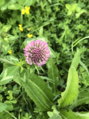 Trifolium pratense