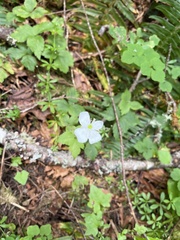 Anemonastrum deltoideum