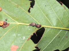 Andricus nigricens