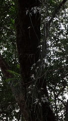 Dendrobium teretifolium