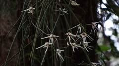 Dendrobium teretifolium