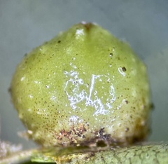 Caryomyia tuberculata