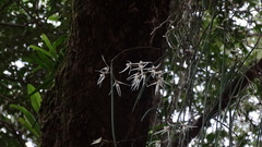 Dendrobium teretifolium
