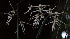 Dendrobium teretifolium