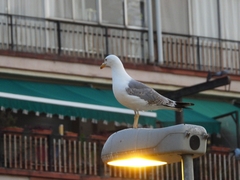 Larus michahellis