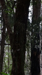 Dendrobium teretifolium