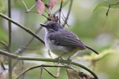 Dysithamnus mentalis
