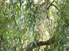 Salix babylonica