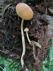 Entoloma quadratum