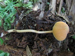 Entoloma quadratum