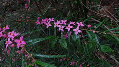 Boronia chartacea