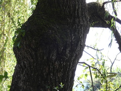 Salix babylonica