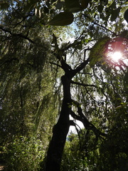 Salix babylonica