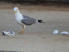 Larus michahellis