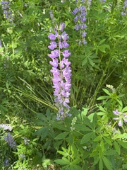 Lupinus latifolius