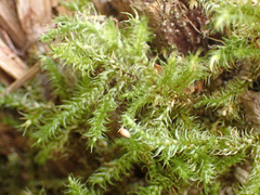 Rhytidiadelphus loreus