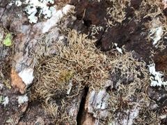 Usnea rubicunda
