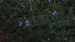 Prostanthera scutellarioides