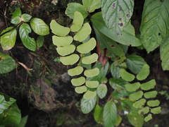 Adiantum philippense