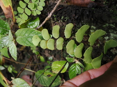 Adiantum philippense