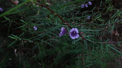 Prostanthera scutellarioides