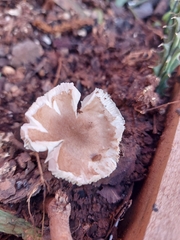 Agaricales