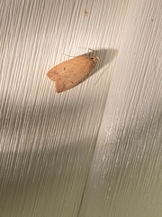 Machimia tentoriferella