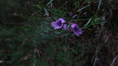Prostanthera scutellarioides