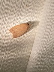 Machimia tentoriferella