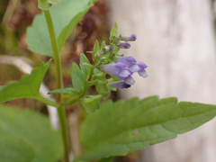 Scutellaria lateriflora