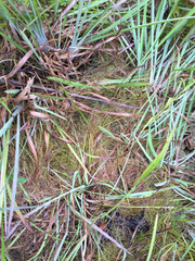 Rhynchospora thornei