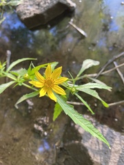 Bidens trichosperma