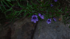 Prostanthera scutellarioides