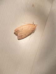 Machimia tentoriferella