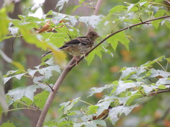 Pipilo erythrophthalmus