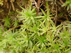 Atrichum undulatum