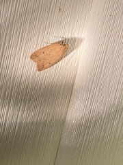 Machimia tentoriferella