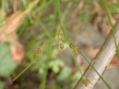 Juncus tenuis