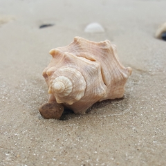 Stramonita canaliculata