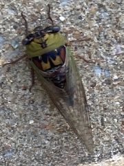 Megatibicen pronotalis