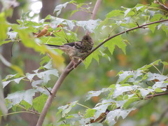 Pipilo erythrophthalmus