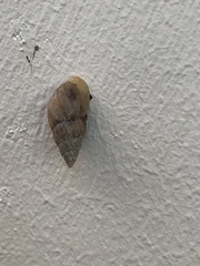 Bulimulus bonariensis